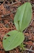 Round-leaved rein-orchid=Platanthera orbiculata: bud