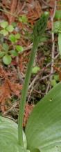 Round-leaved rein-orchid=Platanthera orbiculata: bud closeup