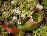 Pitcher plant: with water