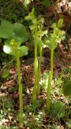 Early coralroot: clump