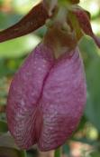 Moccasin ladyslipper=Cypripedium acaule: flower closeup