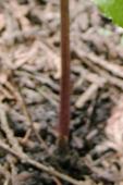 Jack-in-the-pulpit: from Williams Garden Club 2003 crop