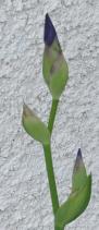 Blue-flag iris: from Williams Garden Club 2001 buds