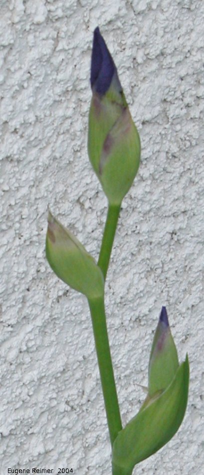 IMG 2004-Jun20 at Iris's backyard:&nbsp; Blue-flag iris (Iris versicolor) from Williams Garden Club 2001 buds