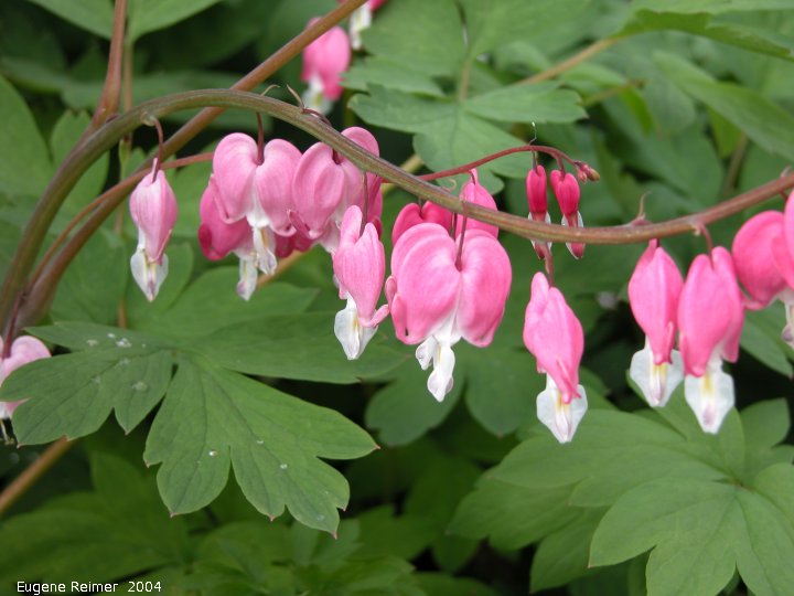 IMG 2004-Jun20 at Iris's backyard:  Bleeding-heart hybrid Dicentra Bountiful (Dicentra formosa X Dicentra eximia) with rosy red flowers