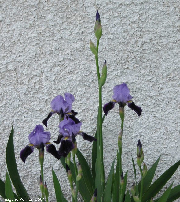 IMG 2004-Jun20 at Iris's backyard:  Tame iris (Iris sp)