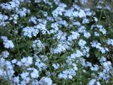 Forget-me-not: