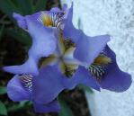Blue-flag iris: from Williams Garden Club 2001 flower