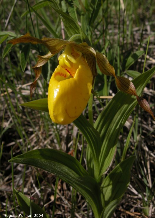 IMG 2004-Jun22 at Tolstoi TGPP:  Yellow ladyslipper (Cypripedium parviflorum) plant