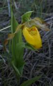 Yellow ladyslipper: plant in shade