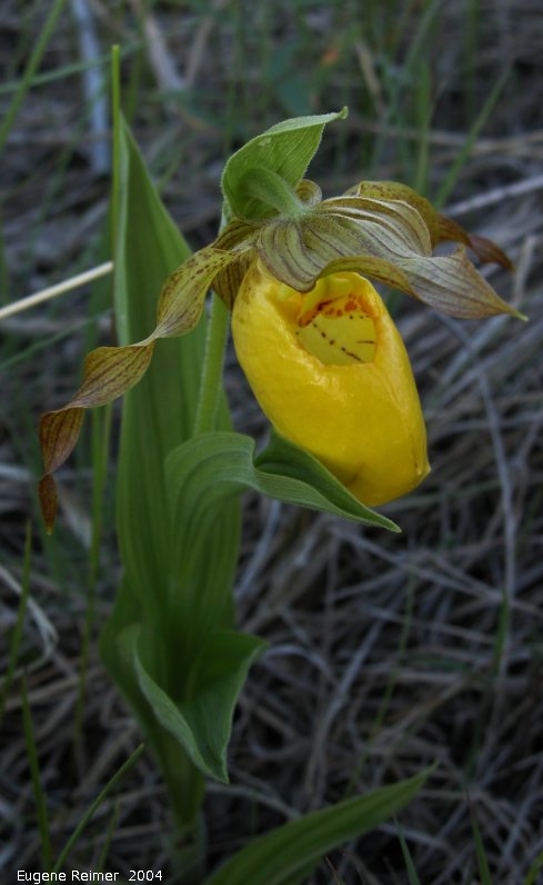 IMG 2004-Jun22 at Tolstoi TGPP:  Yellow ladyslipper (Cypripedium parviflorum) plant in shade