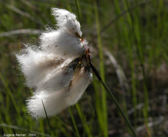IMG 2004-Jun22 at Tolstoi TGPP:  Cotton grass (Eriophorum angustifolium) in wind