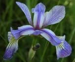 Blue-flag iris: in shade
