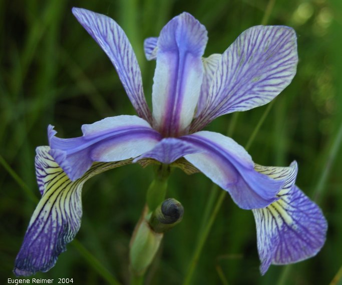 IMG 2004-Jun22 at Tolstoi TGPP:  Blue-flag iris (Iris versicolor) in shade