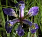 Blue-flag iris: freak with 6 sepals (the petals look like sepals)