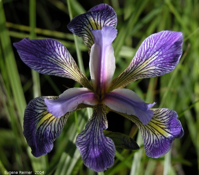IMG 2004-Jun22 at Tolstoi TGPP:  Blue-flag iris (Iris versicolor) freak with 6 sepals ie: its petals look like sepals