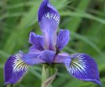 Blue-flag iris: colourful