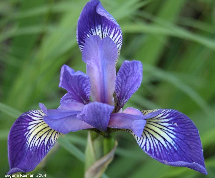 IMG 2004-Jun22 at Tolstoi TGPP:  Blue-flag iris (Iris versicolor) colourful