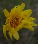 Two-flowered cynthia=Krigia biflora: was originally labelled as HawksBeard