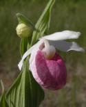 Showy ladyslipper: flower and bud