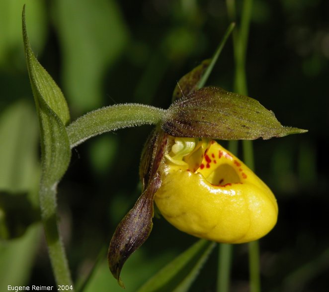 IMG 2004-Jul01 at PTH15 east of Anola:  Northern-small-variety yellow ladyslipper (Cypripedium parviflorum var makasin)