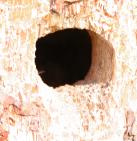 Black-backed woodpecker: nest