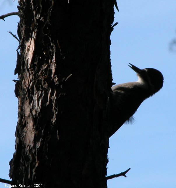IMG 2004-Jul01 at near Contour:&nbsp; Black-backed woodpecker (Picoides arcticus)