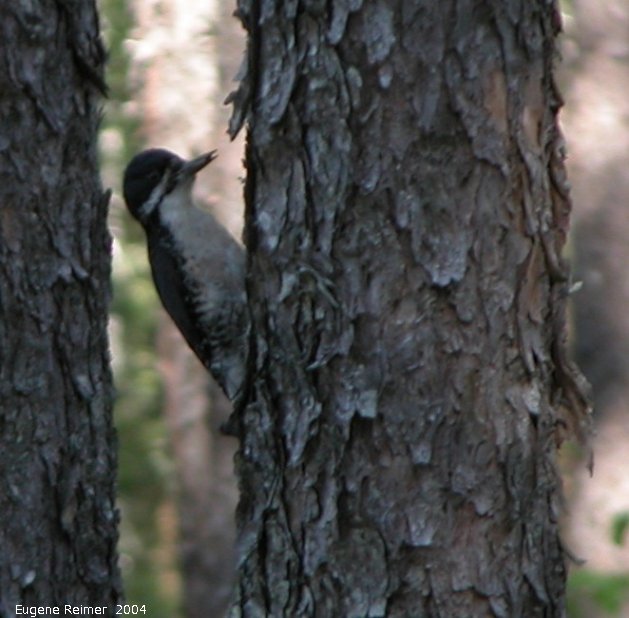 IMG 2004-Jul01 at near Contour:  Black-backed woodpecker (Picoides arcticus)