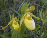 Yellow ladyslipper: with yellow unstreaked sepals
