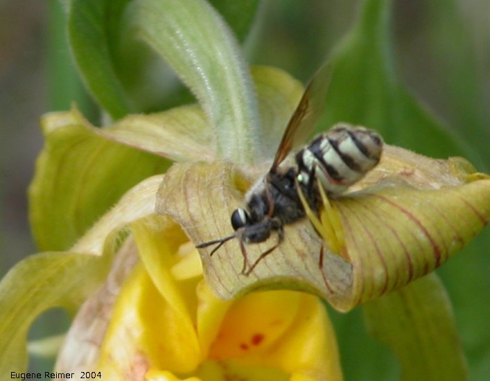 IMG 2004-Jul07 at SpruceSidingRd:  Bee-fly (Bombyliidae sp) on Yellow ladyslipper (Cypripedium parviflorum)