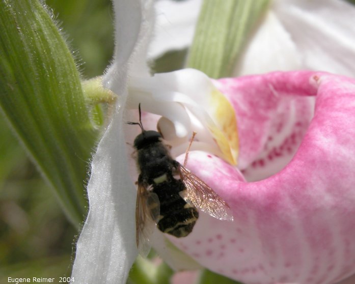 IMG 2004-Jul07 at SpruceSidingRd:  Bee-fly (Bombyliidae sp) on Showy ladyslipper (Cypripedium reginae)