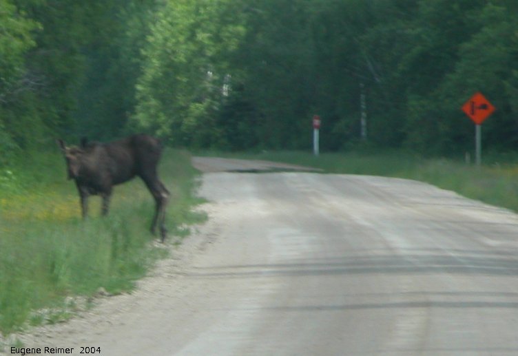 IMG 2004-Jul07 at PR308:  Moose (Alces alces) on PR308
