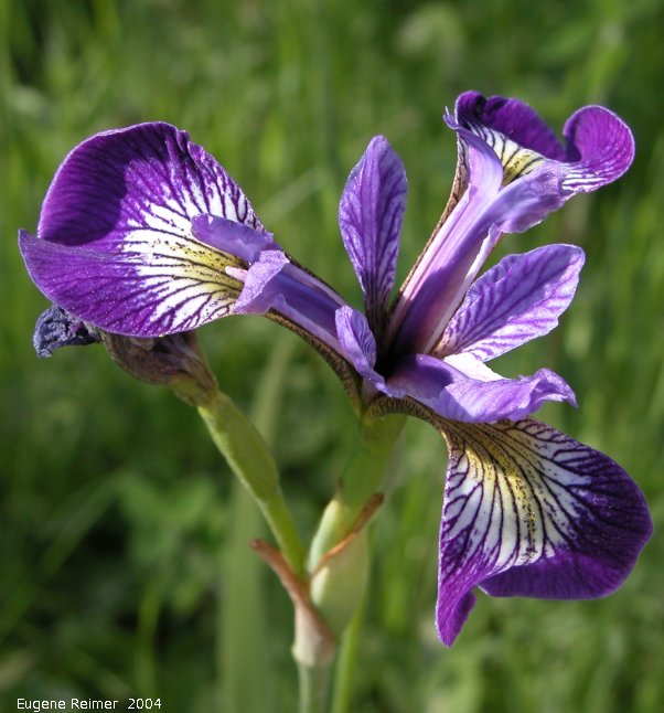 IMG 2004-Jul07 at PR308:  Blue-flag iris (Iris versicolor)