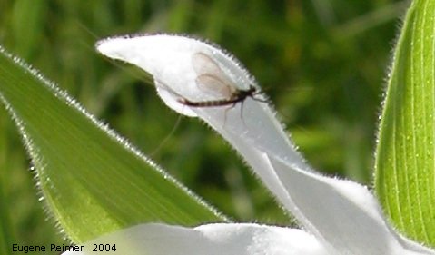 IMG 2004-Jul07 at ForestryRd#4:  Fishfly (Chauliodinae sp) on Showy ladyslipper (Cypripedium reginae)