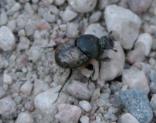 dung-beetle: