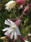 Forking catchfly=Silene dichotoma?: or is it BouncingBet?