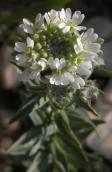Hoary alyssum=Berteroa incana: plant
