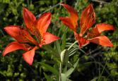 Wood lily: double plus bud