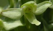 Platanthera huronensis?: flower