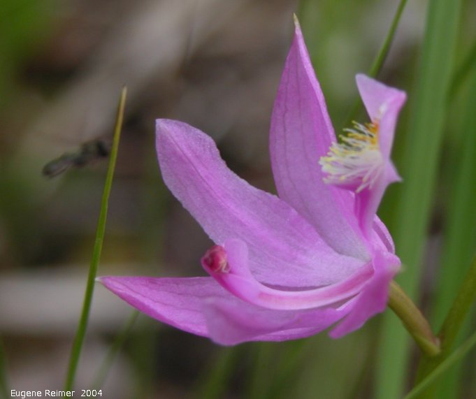 IMG 2004-Jul10 at bog east of PR308:  Grass-pink (Calopogon tuberosus var tuberosus)