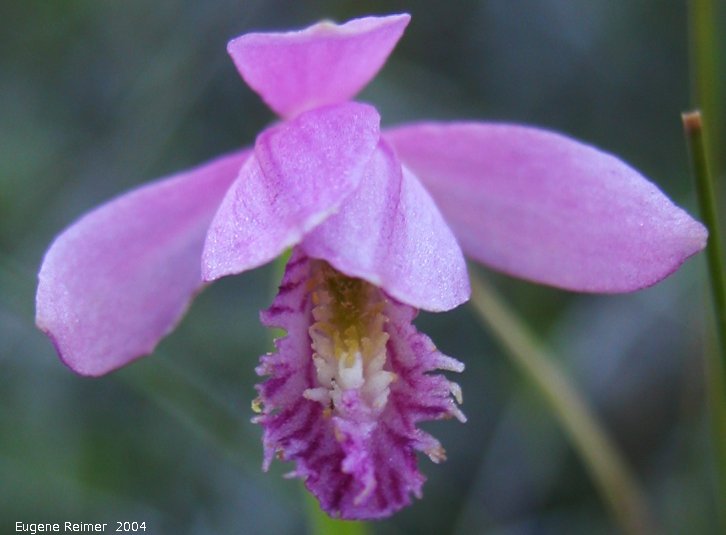 IMG 2004-Jul10 at PTH15 east of Anola:  Rose pogonia (Pogonia ophioglossoides)
