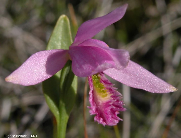 IMG 2004-Jul10 at PTH15 east of Anola:  Rose pogonia (Pogonia ophioglossoides)