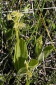 Loesels twayblade: plant