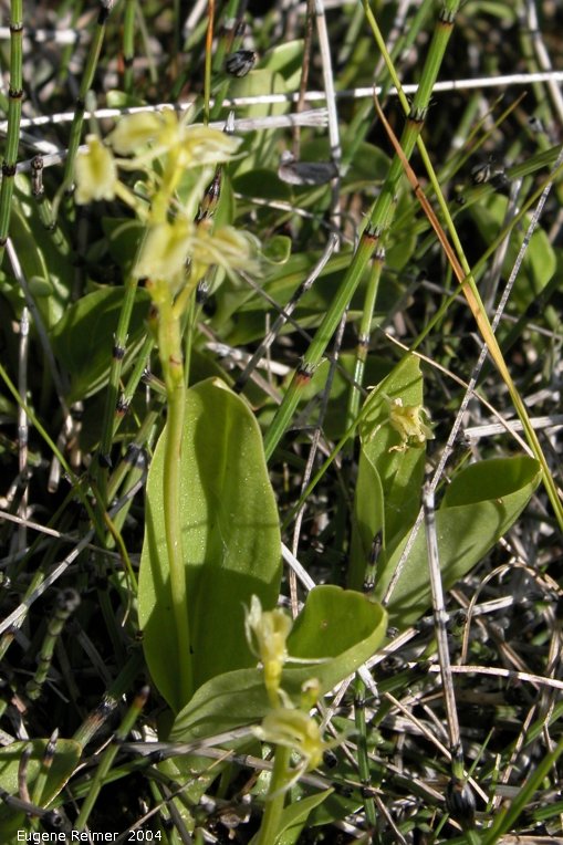 IMG 2004-Jul10 at PTH15 east of Anola:  Loesels false-twayblade (Liparis loeselii) plant