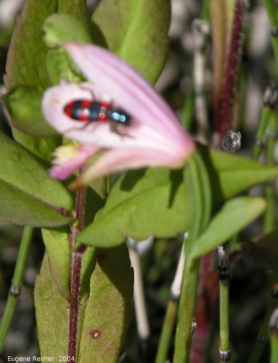 IMG 2004-Jul10 at PTH15 east of Anola:  Red-blue checkered-beetle (Trichodes nuttalli) on Rose pogonia (Pogonia ophioglossoides)