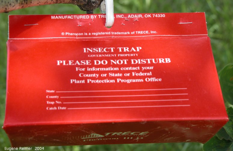 IMG 2004-Jul13 at near Woodlands:  insect-trap