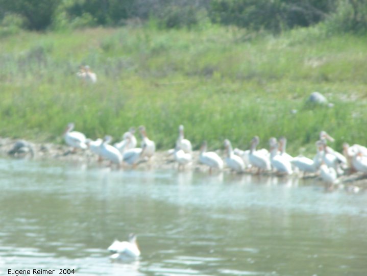 IMG 2004-Jul13 at Fairford:&nbsp; White pelican (Pelecanus erythrorhynchos) many