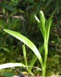 Platanthera huronensis: plant with bud