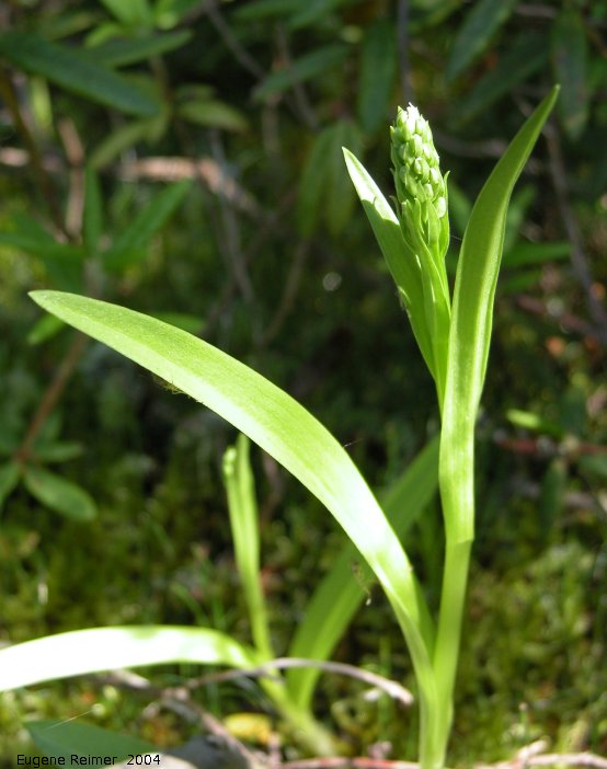 IMG 2004-Jul13 at LongPoint:  Tall green bog-orchid (Platanthera huronensis) plant with bud