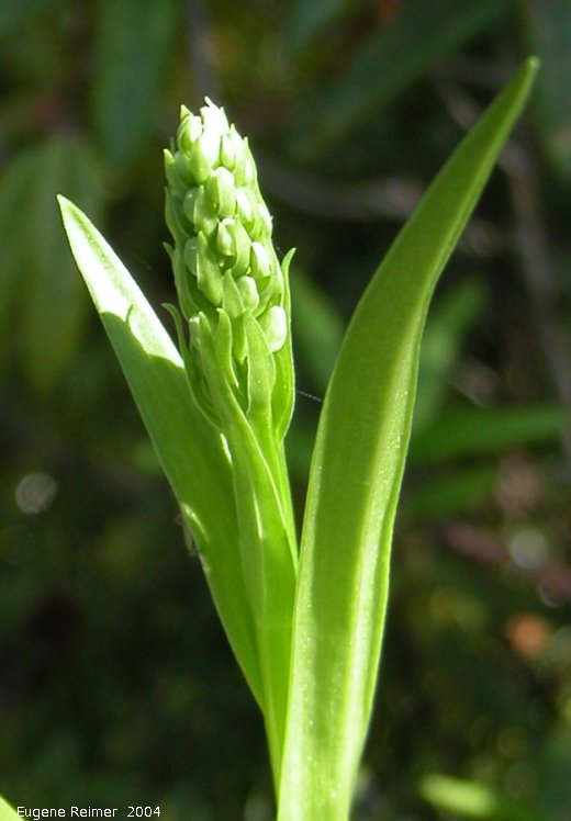IMG 2004-Jul13 at LongPoint:  Tall green bog-orchid (Platanthera huronensis) bud